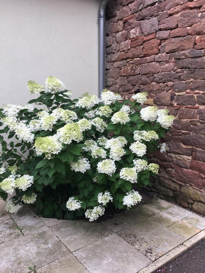 Les Chambres Du Marlenberg Marlenheim Kültér fotó